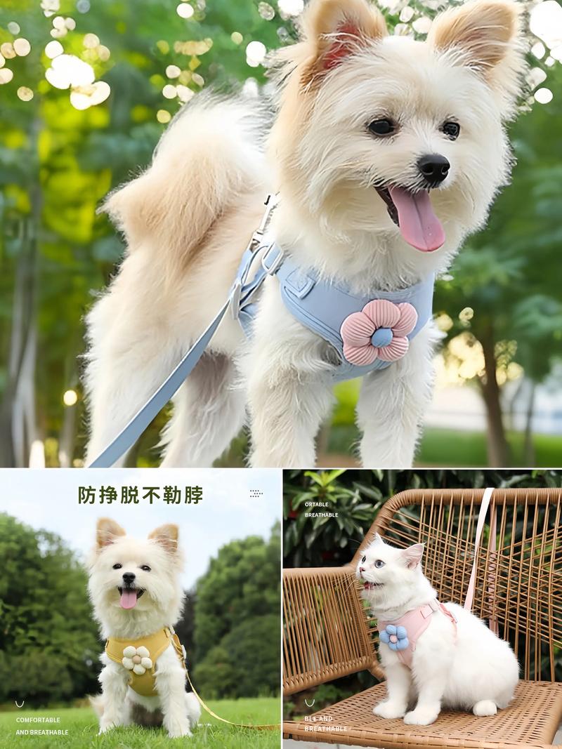 宠物的好伙伴：如何选择合适的宠物用品