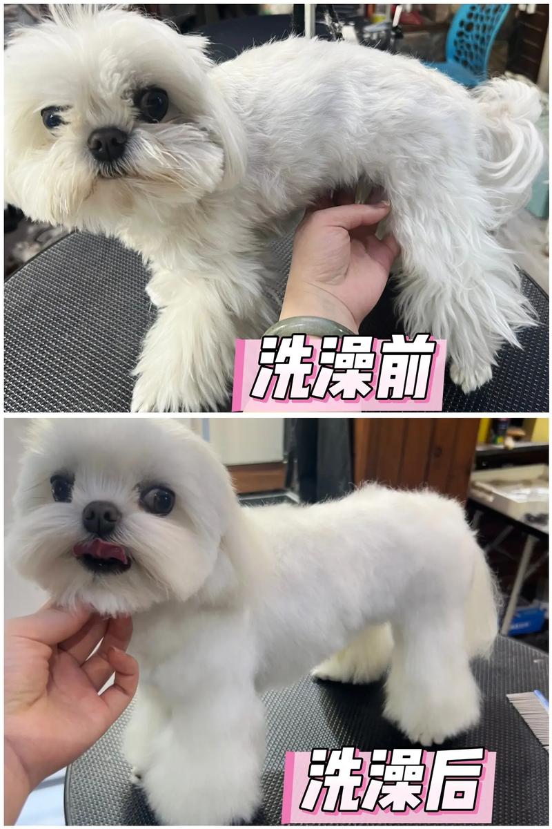 宠物洗护